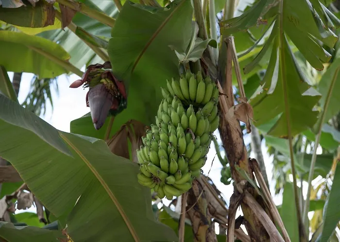 Chansor 7 By Siem Reap Homesteading * Phumi Trach Pok