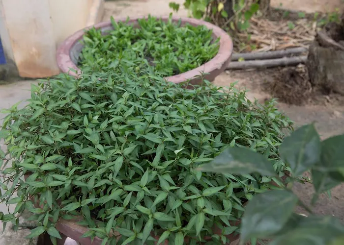Séjour chez l'habitant Chansor 7 By Siem Reap Homesteading *